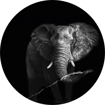Black&White Elephant...